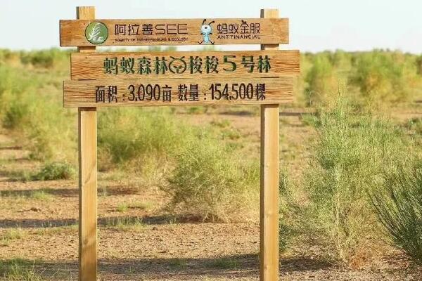 蚂蚁环保证书在哪里领